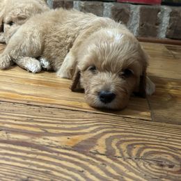 Goldendoodle and Yorkshire Terrier Puppies from Pups of the Lowcountry