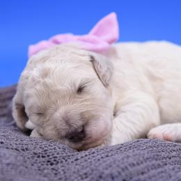 Bella purple collar - Cream female Goldendoodle puppy in Lexington, North Carolina from Deborah’s Doodles