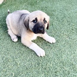 Anatolian Shepherd Dog Puppies from WanderDogs.Co