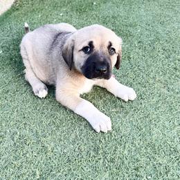 Anatolian Shepherd Dog Puppies from WanderDogs.Co