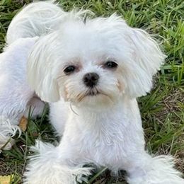 Maltese from Angie's Puppies
