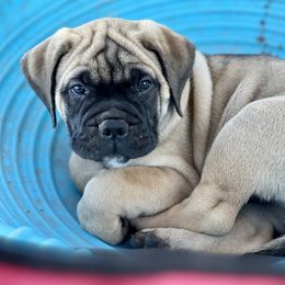 Bullmastiff Puppies from Tamar's Bullmastiffs (with Boundless Bullmastiffs)