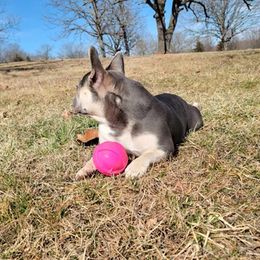 French Bulldogs from Blue Bully Farm LLC.