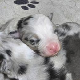 Galaxy BMM - Blue merle male Australian Shepherd puppy in Rainsville, Alabama from Chaparro Farm