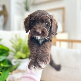 Oakley - Chocolate male Australian Labradoodle puppy in Palmdale, California from Heavenly Doodles