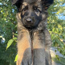 German Shepherd Puppies from Fancy GSDs