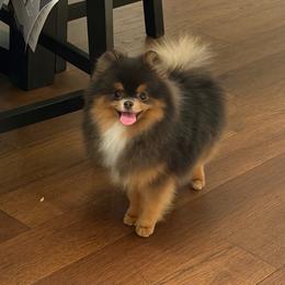 Ocean - Blue and tan female Pomeranian puppy in Youngstown, Ohio from Peachy Pomeranians