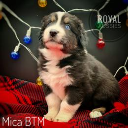 Mica - Black tri-color male Australian Shepherd puppy in Petersburg, Indiana from Royal Aussie’s