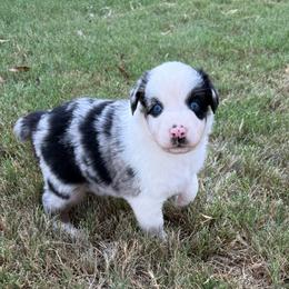 Luke - Blue merle male Australian Shepherd puppy in Mount Vernon, Texas from RJ's Aussie Posse