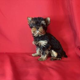 LB girl 2 orange - Blue and gold female Yorkshire Terrier puppy in Alburnett, Iowa from Hobbs Shire Yorkies