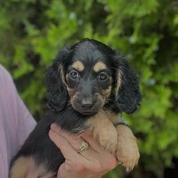 Lilly - Black and cream female Dachshund puppy in Warrior, Alabama from Bountiful Dachshunds