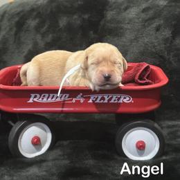Angel - Yellow female Labrador Retriever puppy in Tigard, Oregon from Morrison Labrador Retreivers