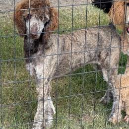Sophia - Brindle female Poodle puppy in Copperas Cove, Texas from Poodles of Valor