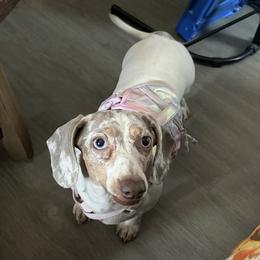 Gypsi - Dachshund