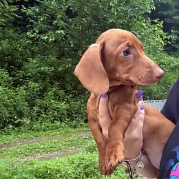 Dachshund puppies from L&B Lowriders