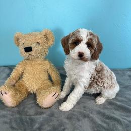 Milky Way - Parti female Goldendoodle puppy in Pendleton, Oregon from Blushing Doodles