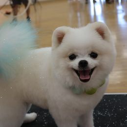 Mello - Pomeranian