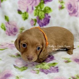 Cream Female Longhair Orange Collar - Cream female Dachshund puppy in Cleveland, Tennessee from Kelly's Doxie Farm