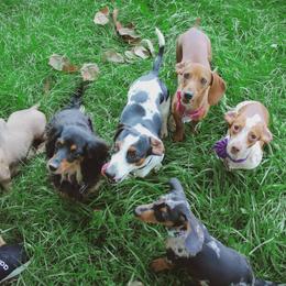 Dachshund Puppies from Hoosier Little Wieners