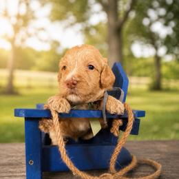 Toby (Keith) - Caramel cream male Australian Labradoodle puppy in Millville, California from Hope Lane Kennels