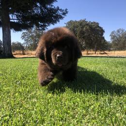 American Eskimo Dog, Newfoundland, and Siberian Husky Puppies from Blossom Trail Kennel