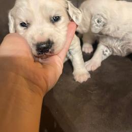 Dalmatian Puppies from Clarks 101 Dalmatians