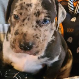 Catahoula Leopard Dog, Goldendoodle, Poodle, and Sheepadoodle Puppies from Prospect Catahoula Farms, LLC