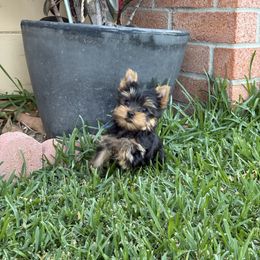Blue Collar male - Black and gold male Yorkshire Terrier puppy in Concord, California from Real Yorkies of NorCal