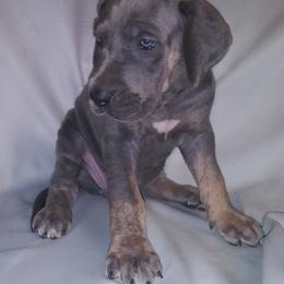 Great Dane Puppies from Monarch Danes