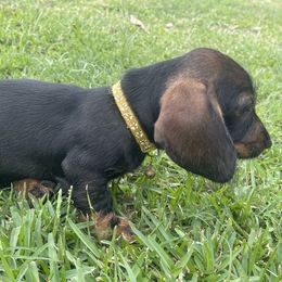 Dachshund Puppies from Broken Diamond J Farms