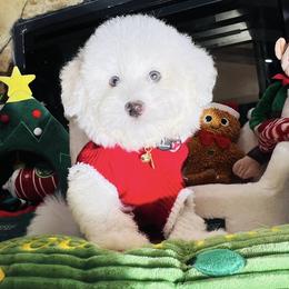 SNOWBALL - White male Maltipoo puppy in Sugar Land, Texas from Celebrity Maltipoos