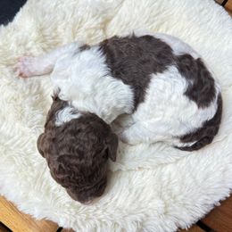 Johnny Cash - Phantom male Poodle puppy in Middlebourne, West Virginia from El Silencio Standard Poodles