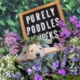 Poodles from Purley Poodles