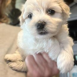 Aegea - White female Coton de Tulear puppy in Rubicon, Wisconsin from Purplehaze Acres Cotons de Tulear
