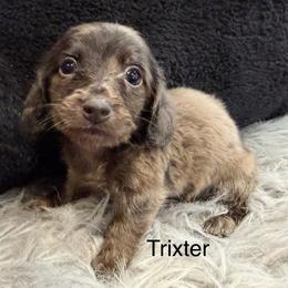 Trixter - Dapple male Dachshund puppy in Cabool, Missouri from Dachshund's of Country Magic Farms in Missouri