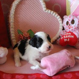 Willow - Black and white female Havanese puppy in Sunriver, Oregon from Contigo Havanese