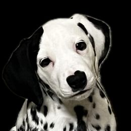 Boy 5 LUA sky blue collar - Dalmatian puppy from Poconopaws