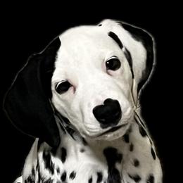 Boy 5 LUA sky blue collar - Dalmatian puppy from Poconopaws