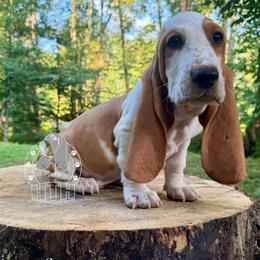 Simon - Lemon and white male Basset Hound puppy in Dingess, West Virginia from Tuckers' Howling Hounds