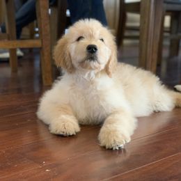 French Bulldog, Goldendoodle, and Golden Retriever Puppies from Crystal Coast Kennels, LLC