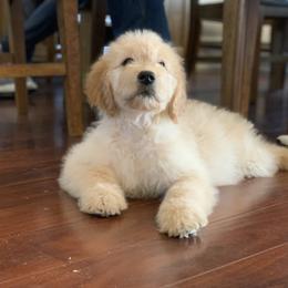 French Bulldog, Goldendoodle, and Golden Retriever Puppies from Crystal Coast Kennels, LLC