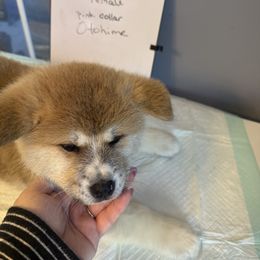 Otohime - Red female Japanese Akitainu puppy in Hubert, North Carolina from Miyo Ken