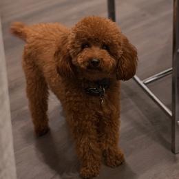 Nobu - Poodle