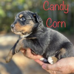 Candy corn - Black tri-color female Australian Shepherd puppy in Tallapoosa, Georgia from Foxhaven Farms Aussies