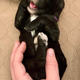 Goldendoodle, Labradoodle, and Sheepadoodle Puppies from The Parrish Doods