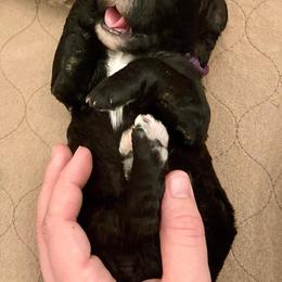 Goldendoodle, Labradoodle, and Sheepadoodle Puppies from The Parrish Doods