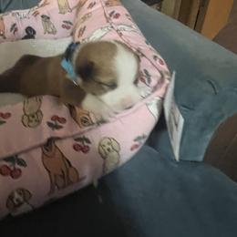 Sunshine - White and red female Pembroke Welsh Corgi puppy in New Waverly, Texas from Corgie & Cream Paradise