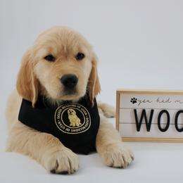 Golden Retriever Puppies from Golden Meadows of Utah