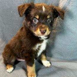 Boy 2 - Red tri male Miniature Australian Shepherd puppy in Hokes Bluff, Alabama from Alegria Toy Aussies