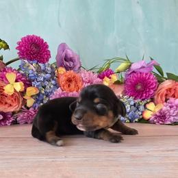 Tinsley - Black and tan female Dachshund puppy in Florence, Arizona from Doxie Town Az